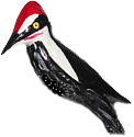 pileated.jpg